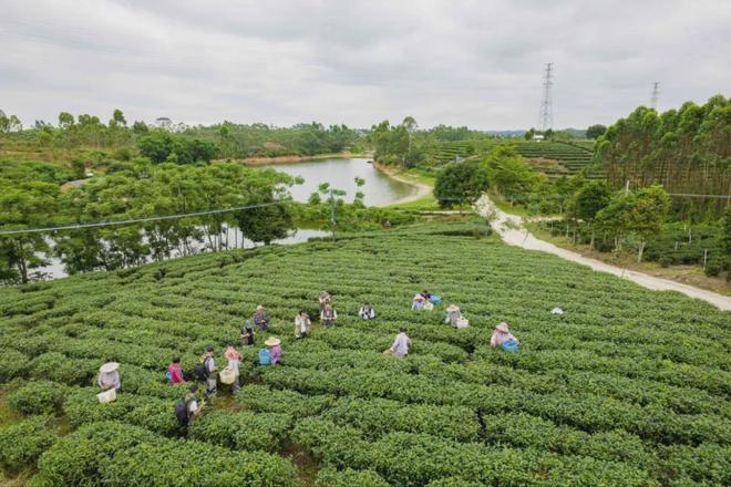 茶加工技术团体标准发布AG电玩国际廉江红乌龙(图4)