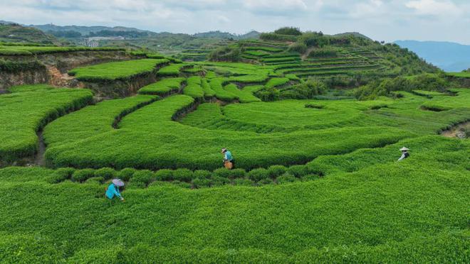 茶园：乡村振兴“新样式”赚钱不是靠茶叶AG真人游戏平台【农业行业观察】低碳