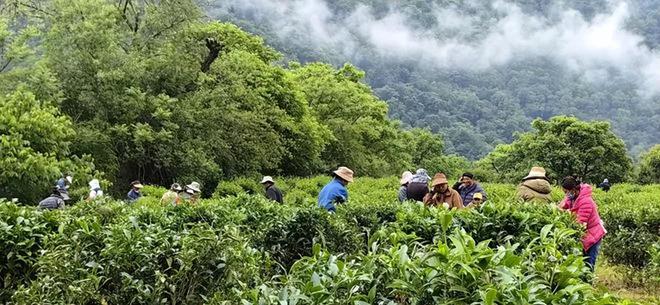 茶园：乡村振兴“新样式”赚钱不是靠茶叶AG真人游戏平台【农业行业观察】低碳(图3)